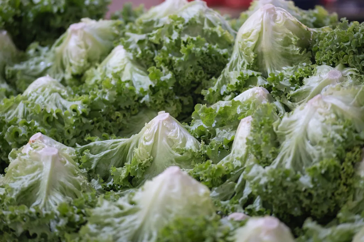 fresh iceberg lettuce