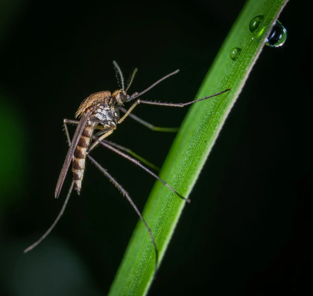 mosquito monitoring equipment