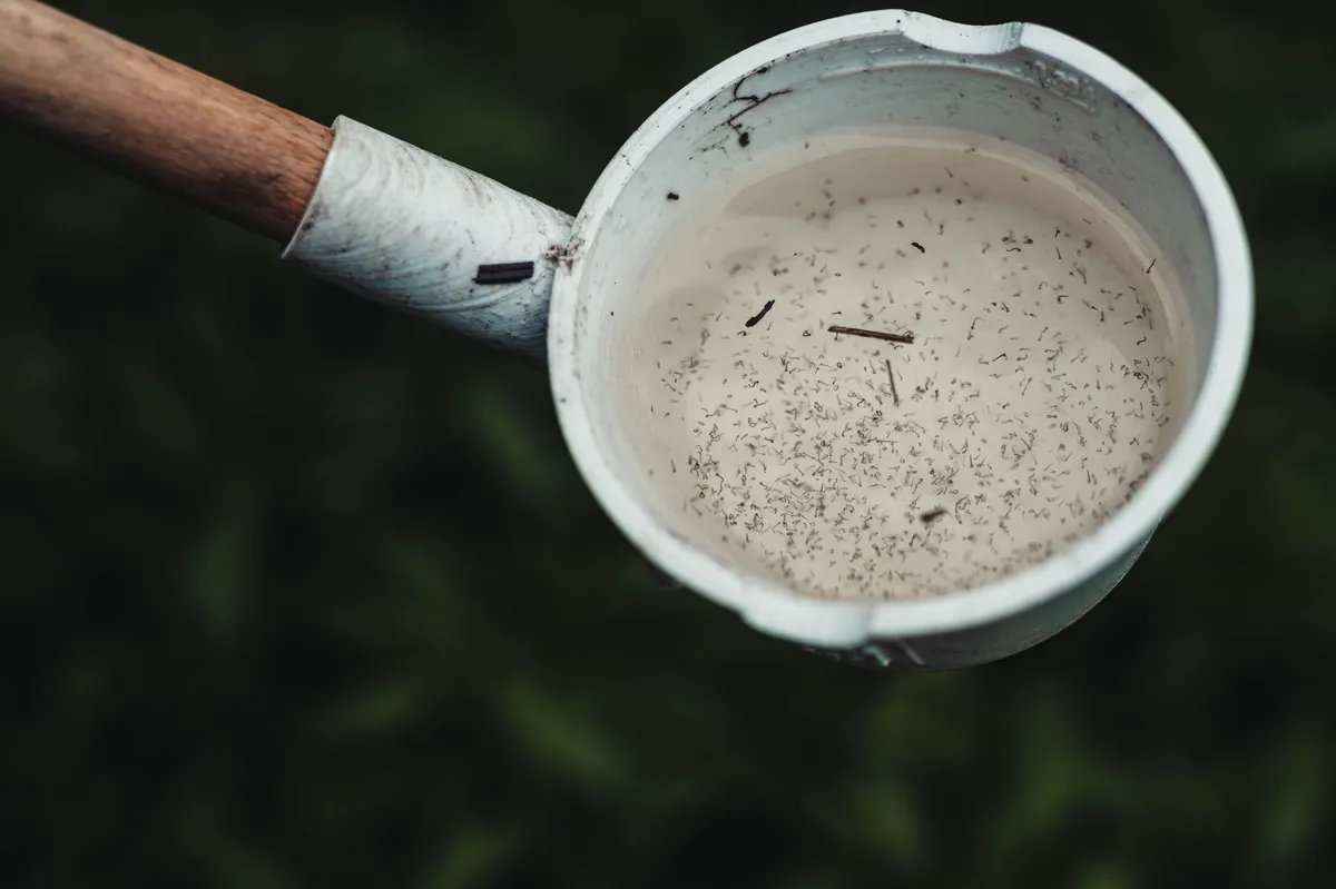 standing water mosquito breeding