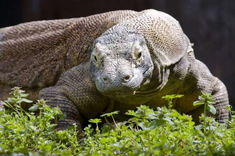 Hobbits of Flores: Scavengers or Skilled Hunters?