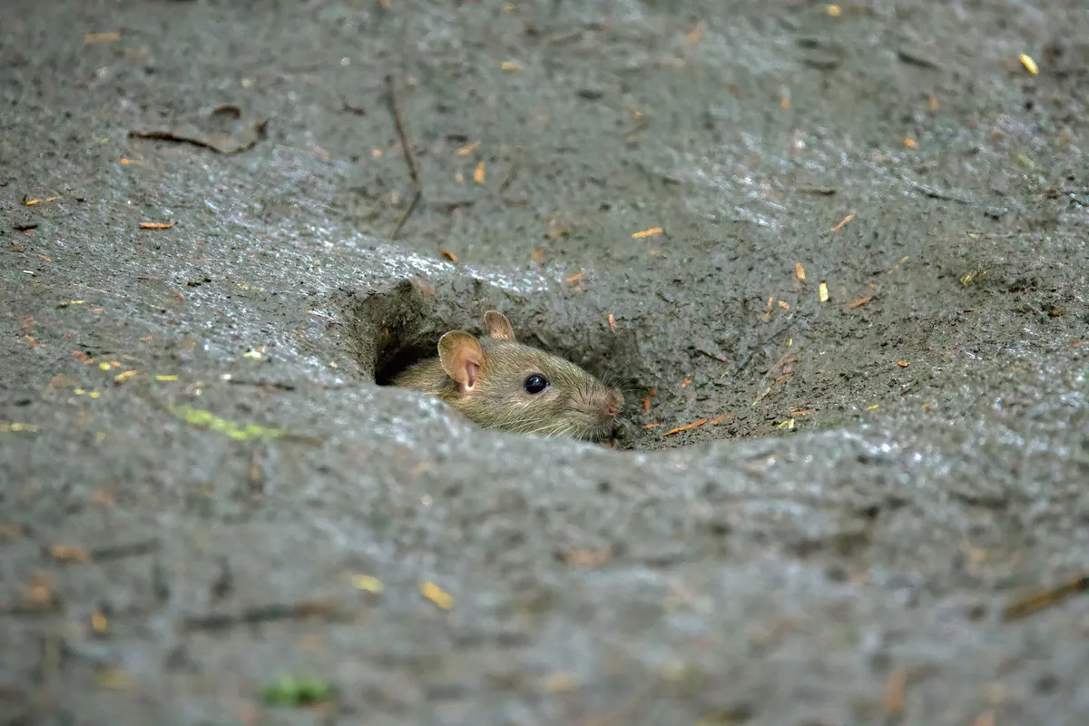 naked mole rat tunnel