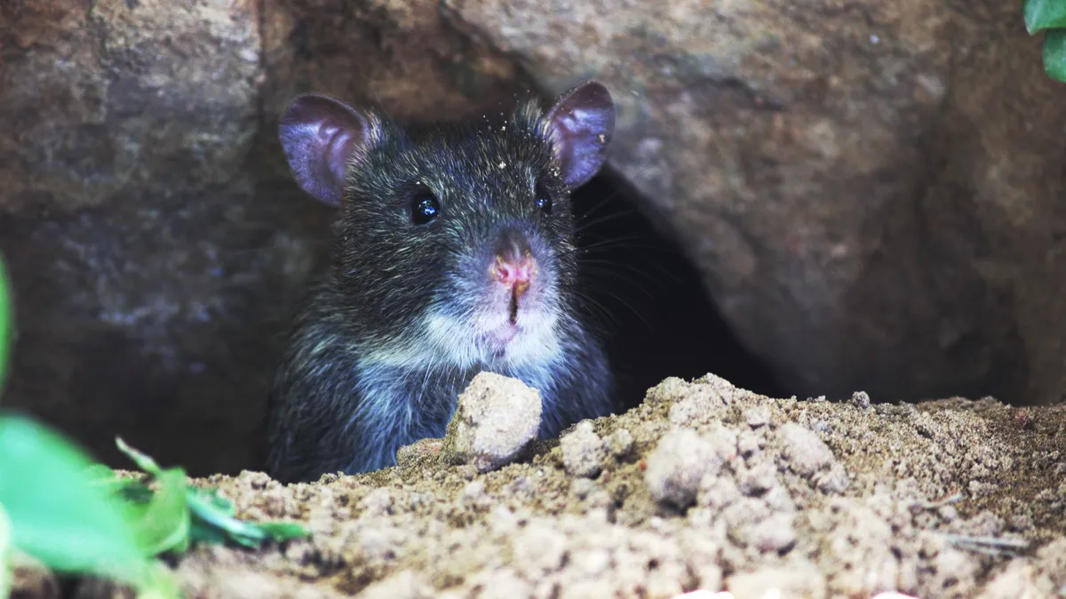 underground mole rat habitat
