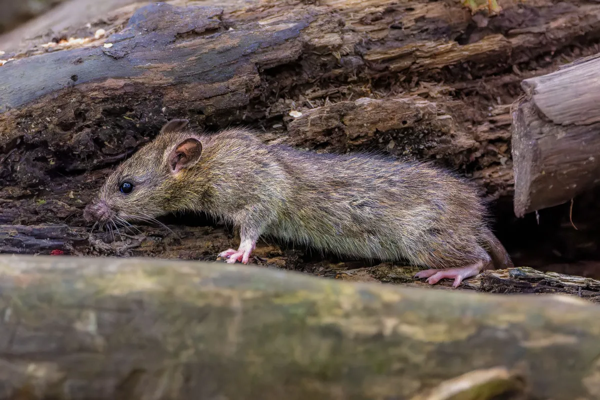 close-up of mole rat