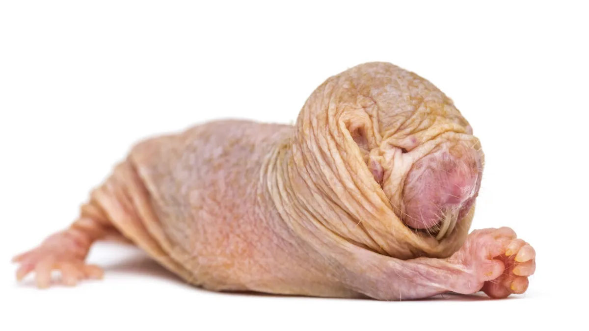 How Naked Mole-Rat Queens Maintain Colony Hierarchy with Chemical Signals