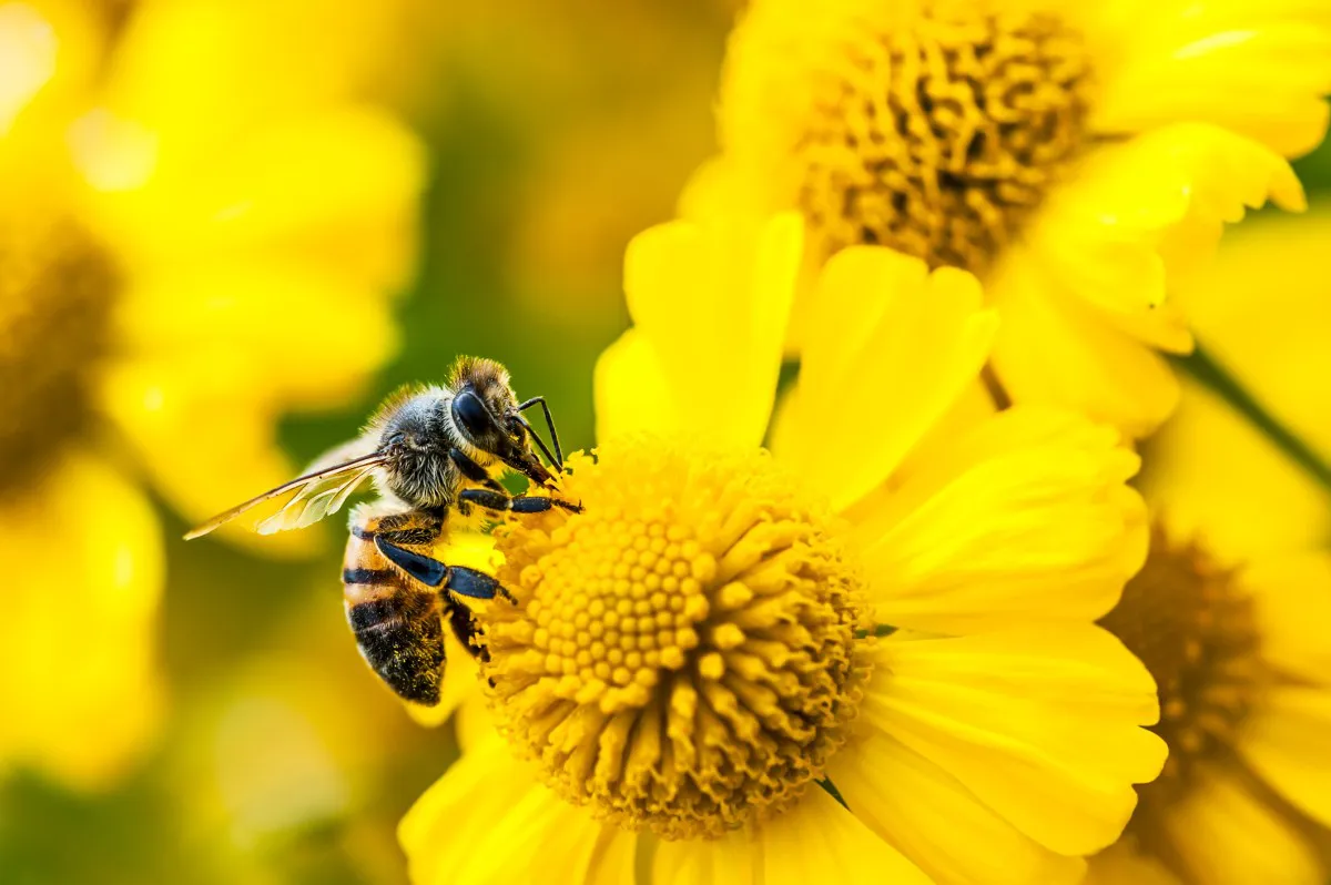 Jack Dorsey Launches Buzz: A New Era in Team Collaboration