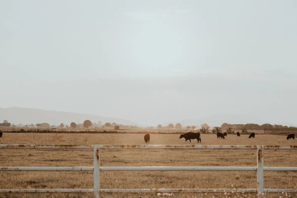 cattle grazing in open land