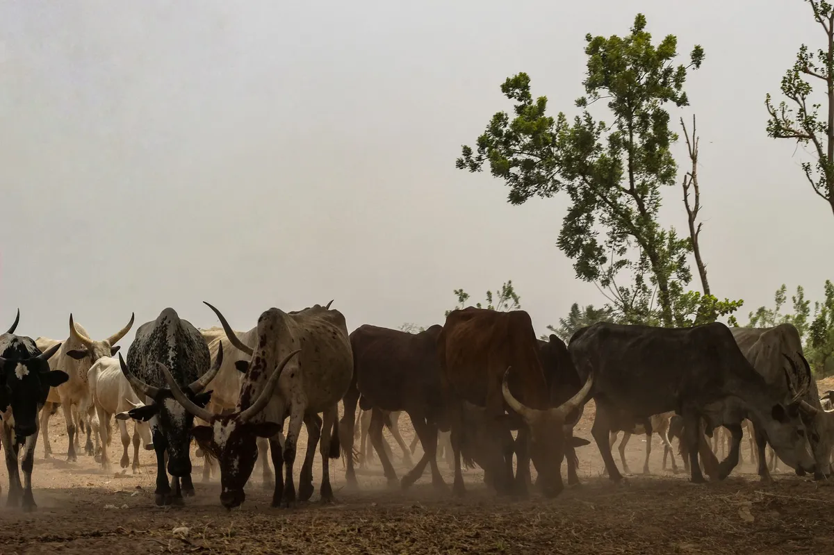 environmental protest against grazing