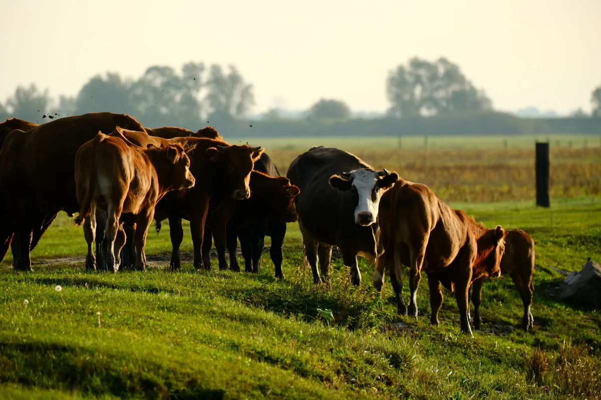 ranching family on public land