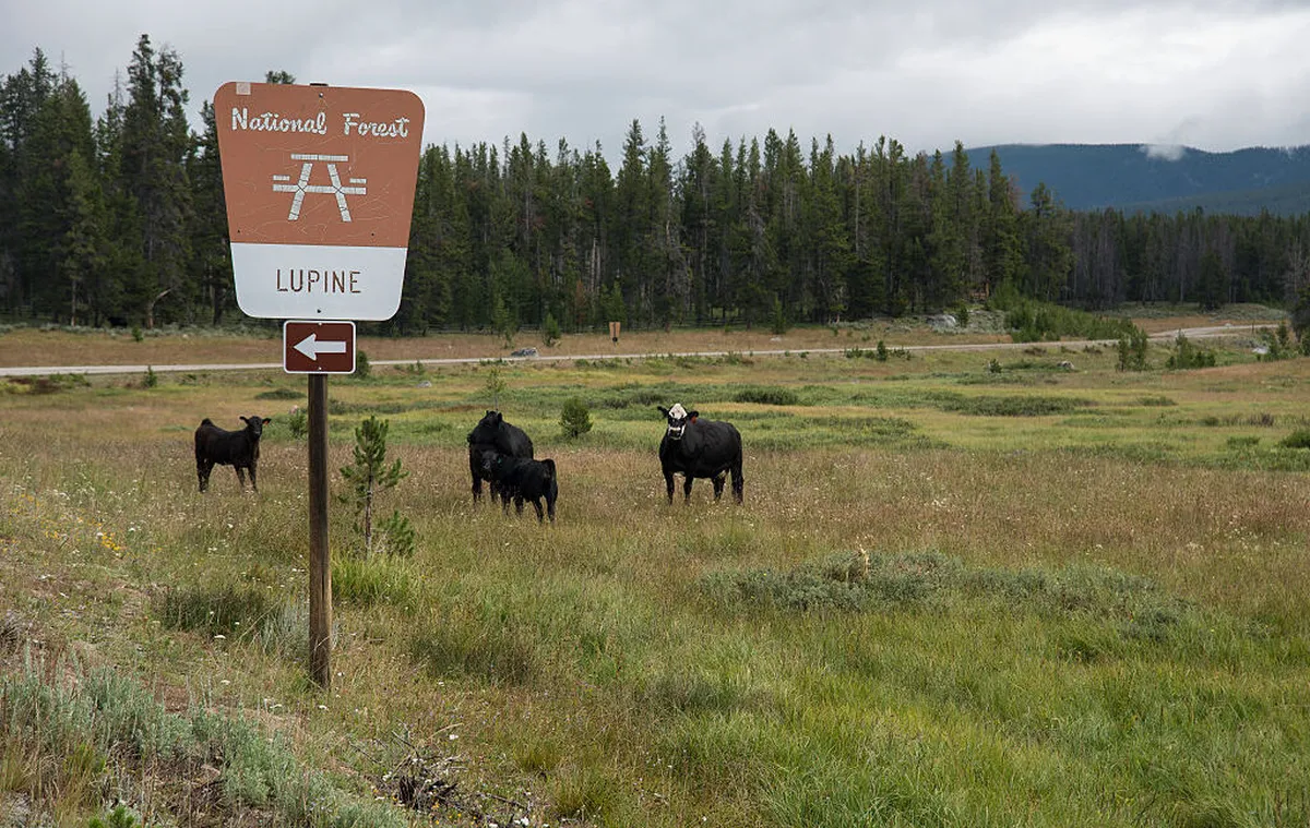 Revising Public Lands Grazing Regulations: A Controversial Shift