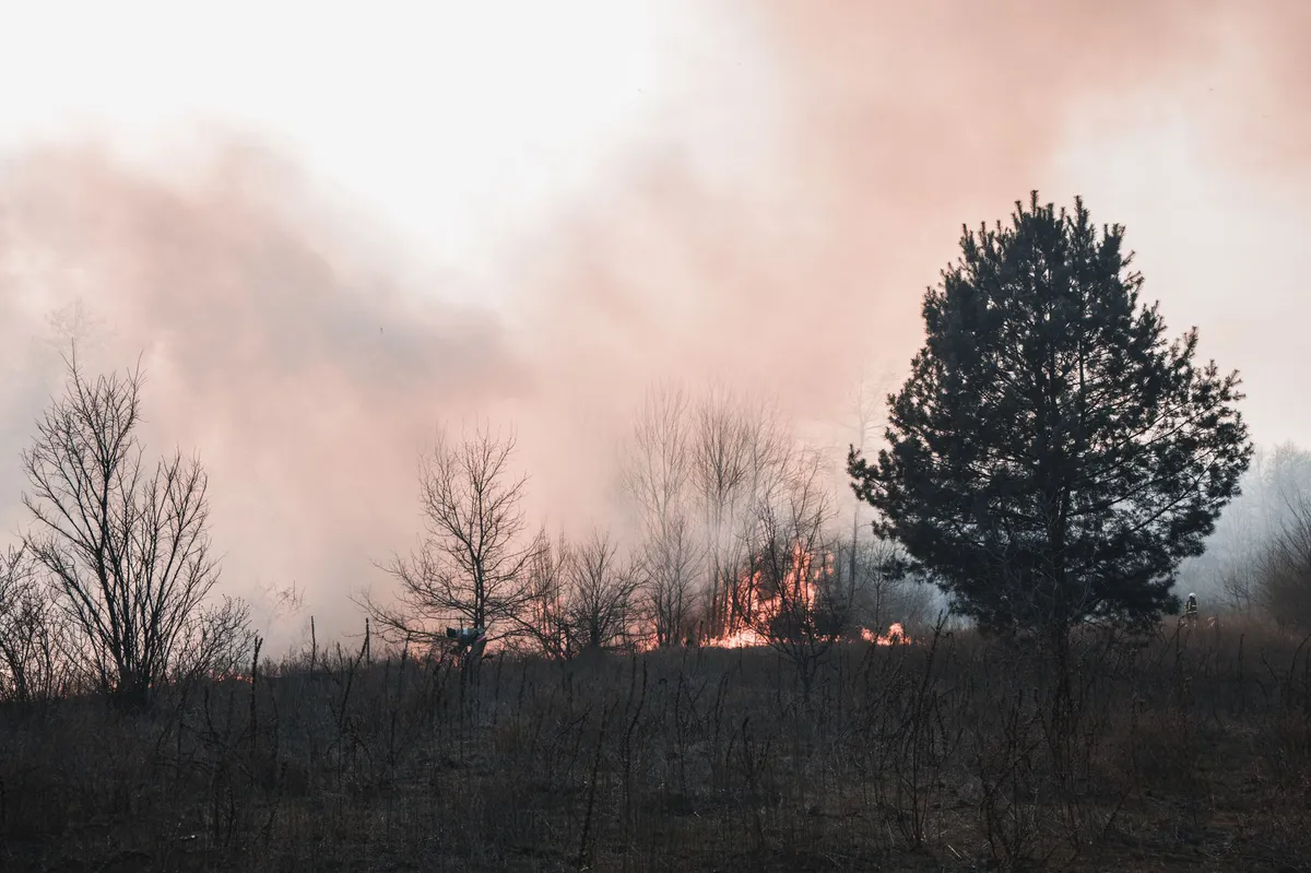 wildfire smoke and forest