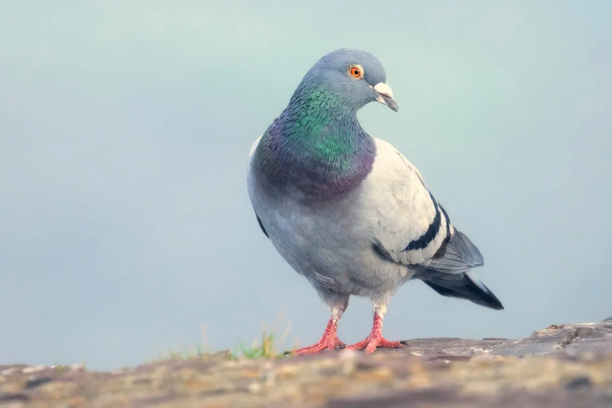 Roost: The 'Slow-cial' App Redefining Digital Communication