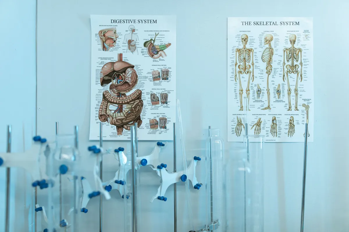 human anatomy diagram