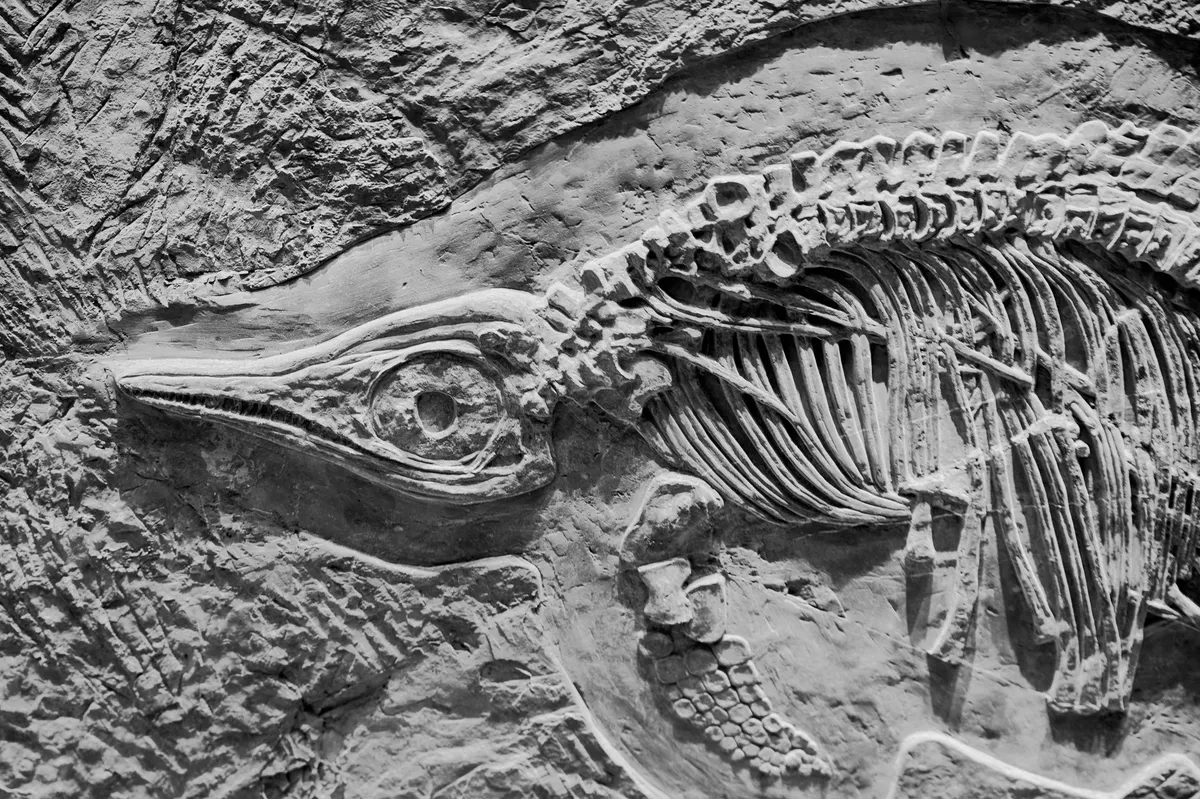 paleontologist examining fossils