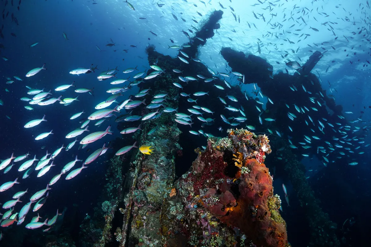 marine life around shipwreck