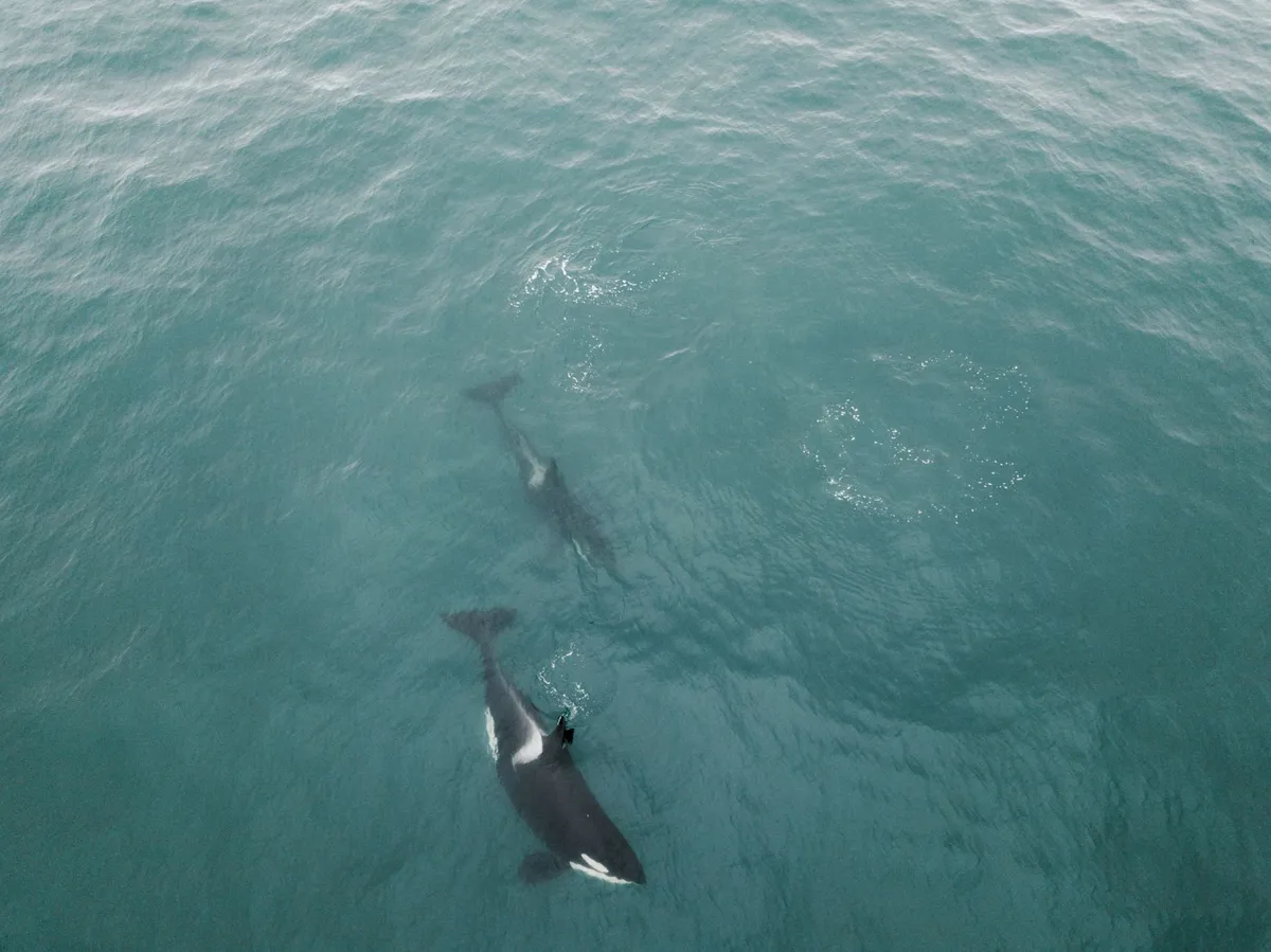 orcas swimming in ocean