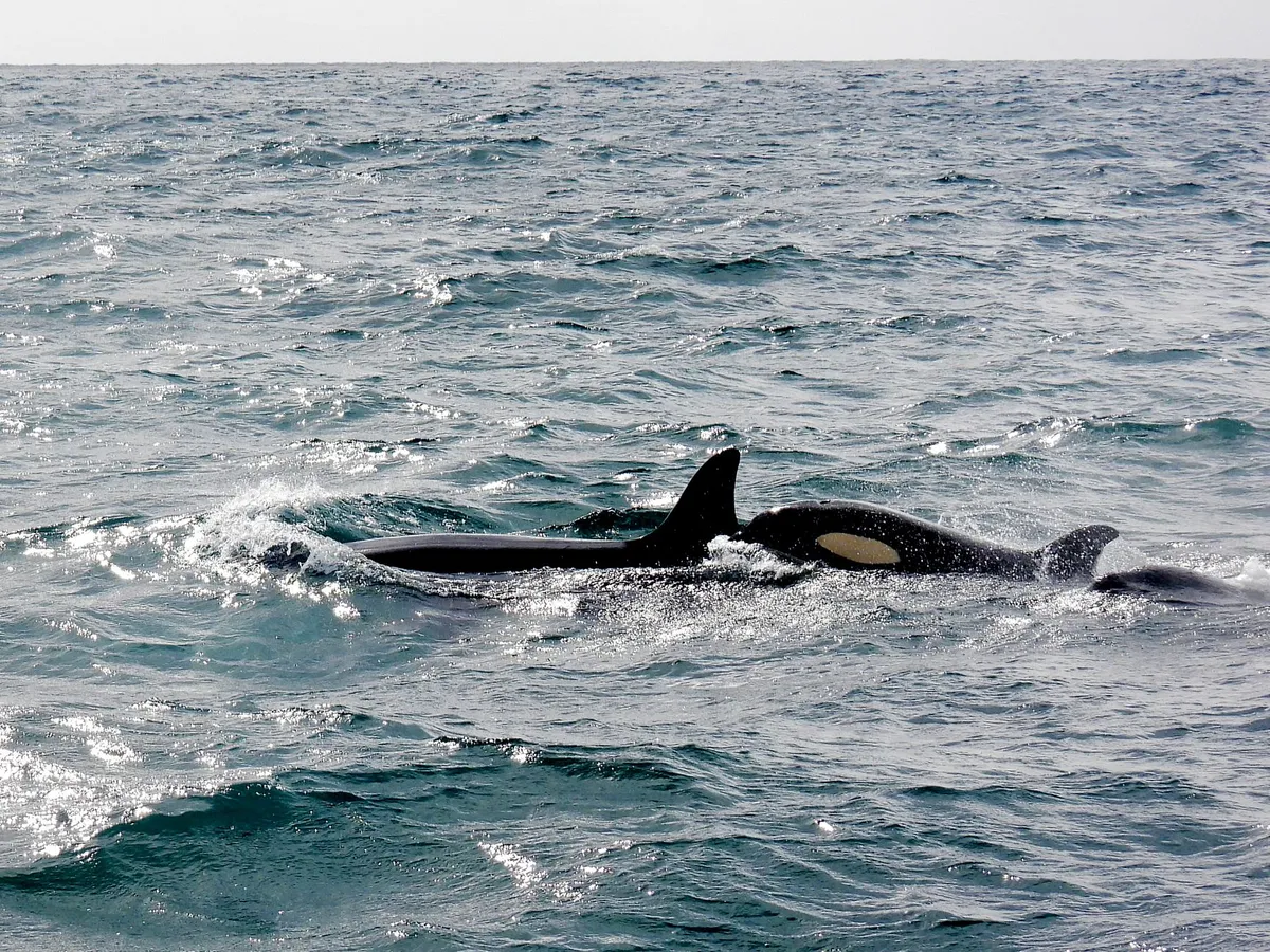 orca feeding behavior