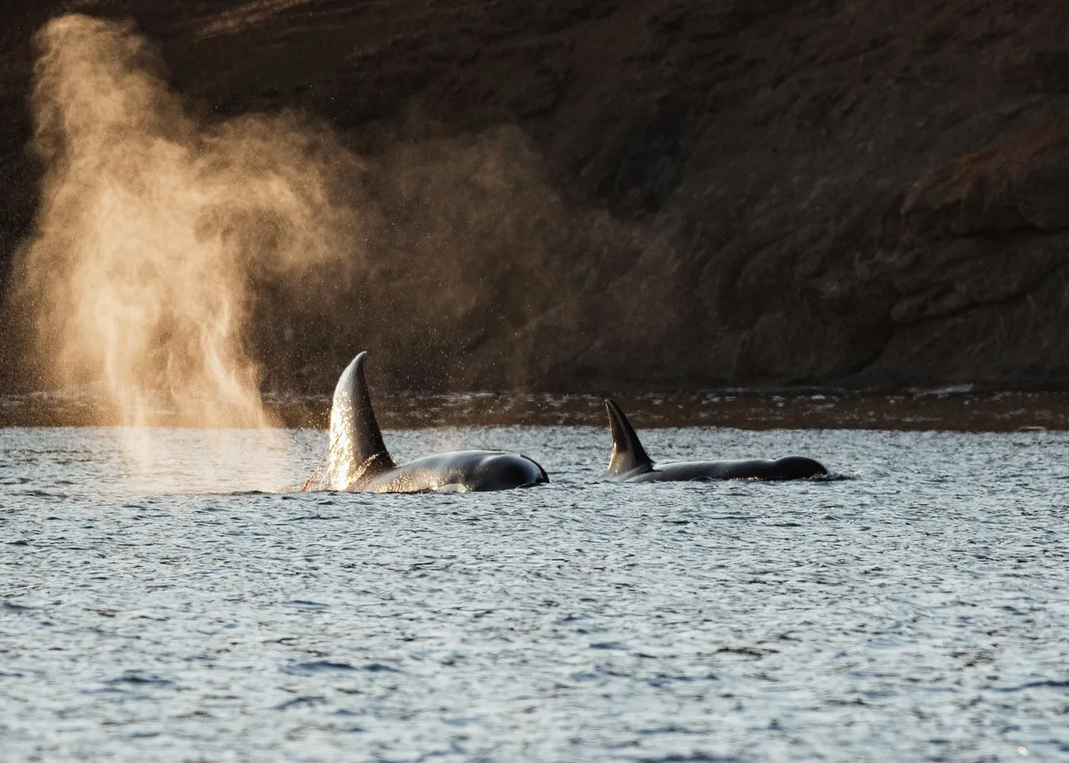 orcas breaching water surface