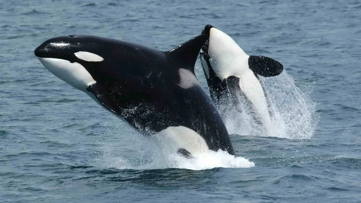 Unveiling Orca Behavior: The Art of Ramming Sunfish Unveiling Orca Behavior: The Art of Ramming Sunfish