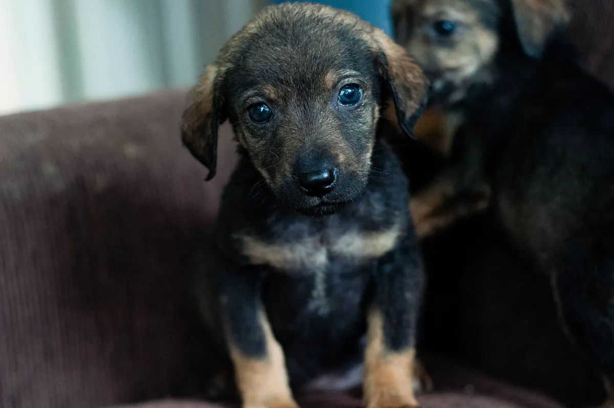 distressed animal rescue video