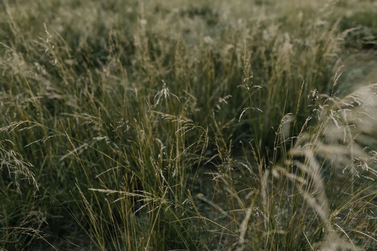 outdoor grass field