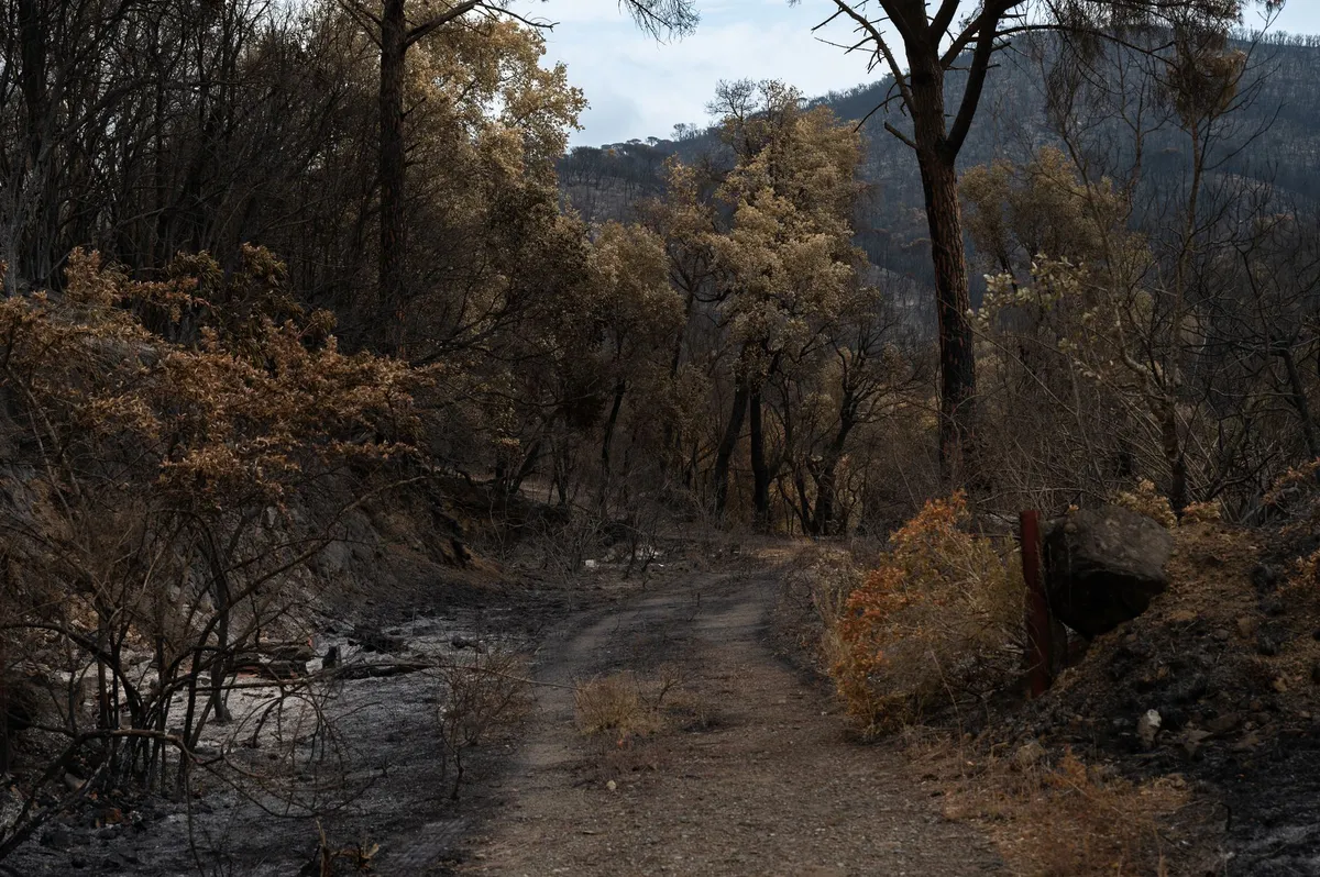satellite tracking wildfires