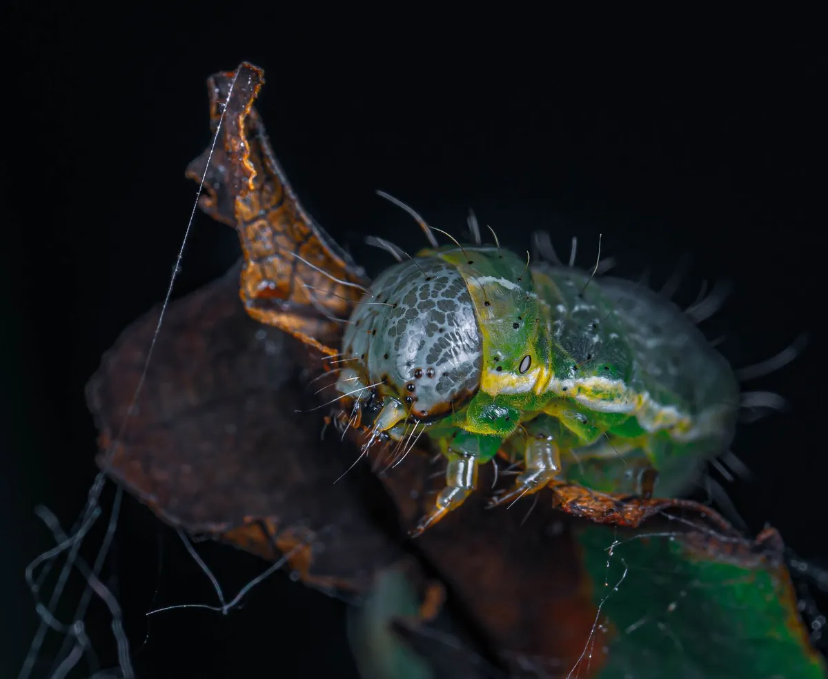 closeup of screwworm larvae