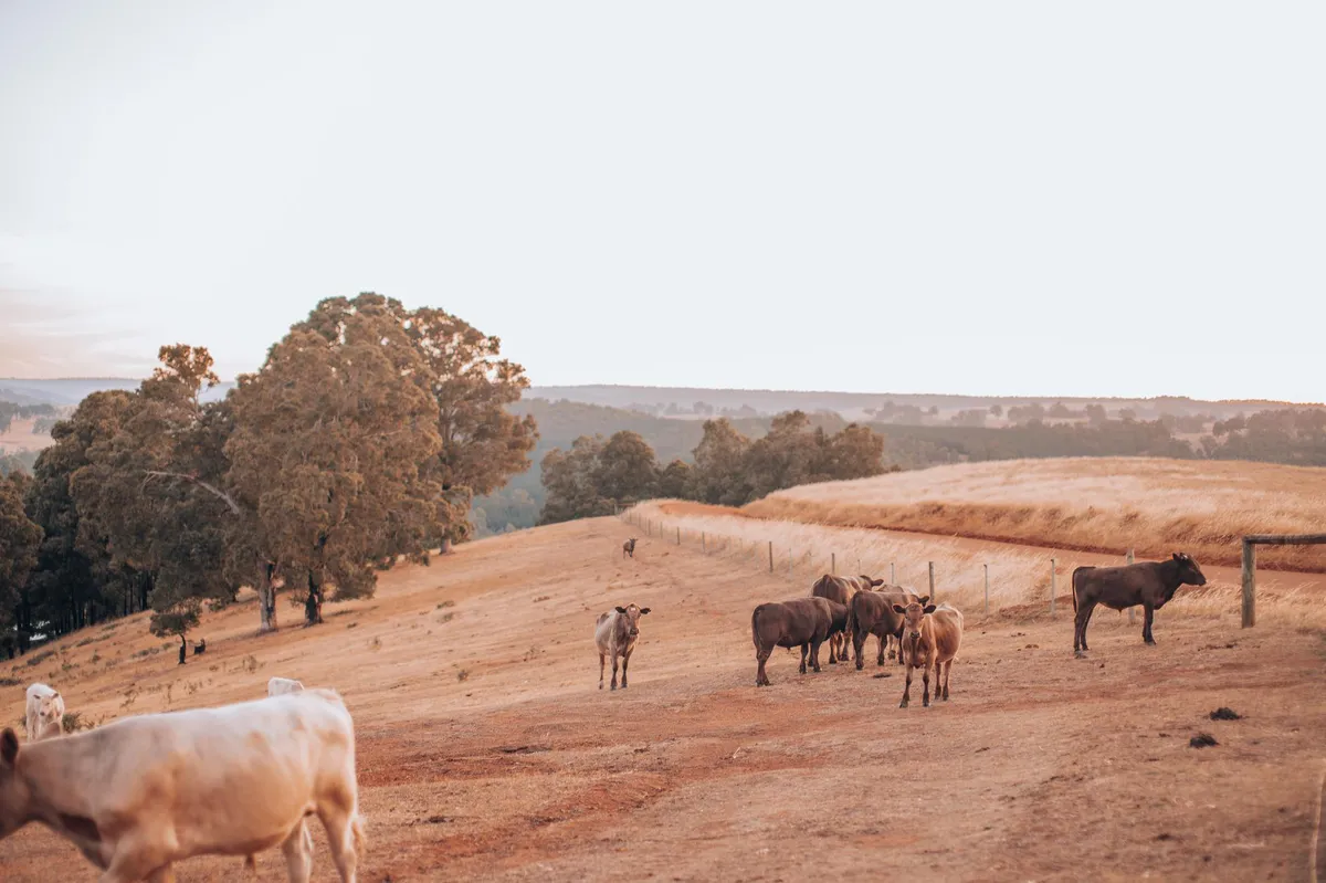livestock in a field