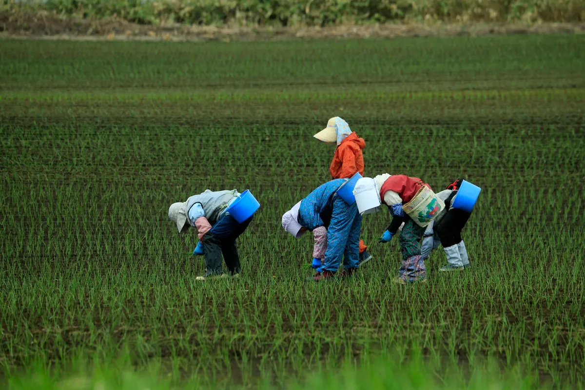 agricultural worker in the field