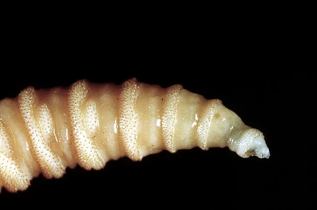 Flesh-Eating Screwworms in Mexico: A Growing Public Health Threat