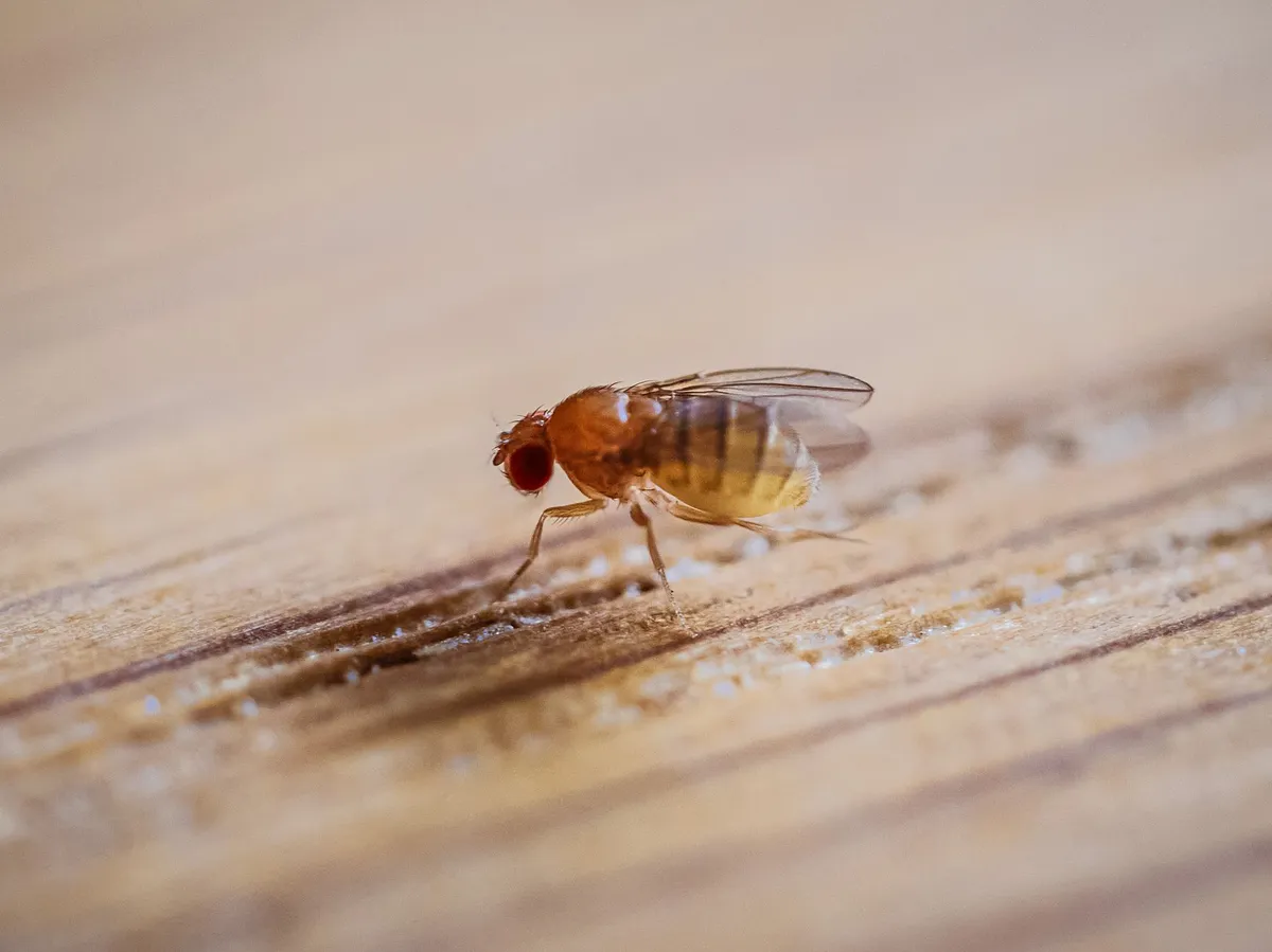 fruit fly closeup