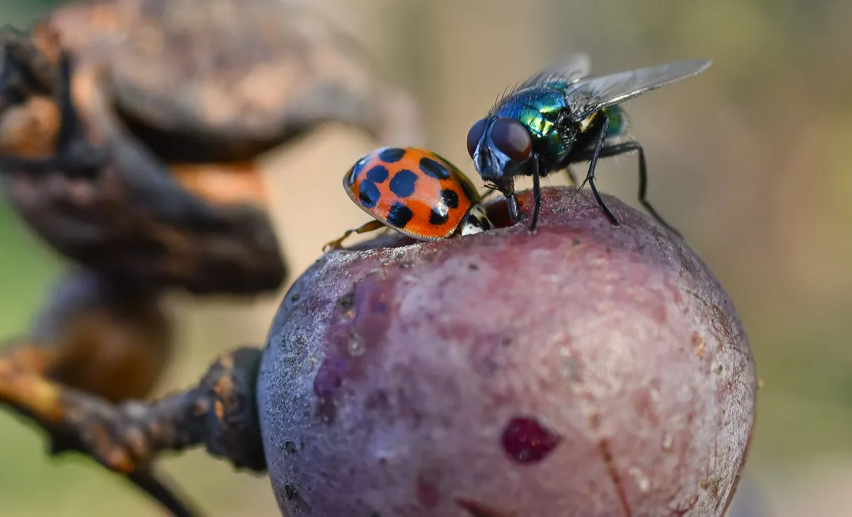 fruit fly behavior observation
