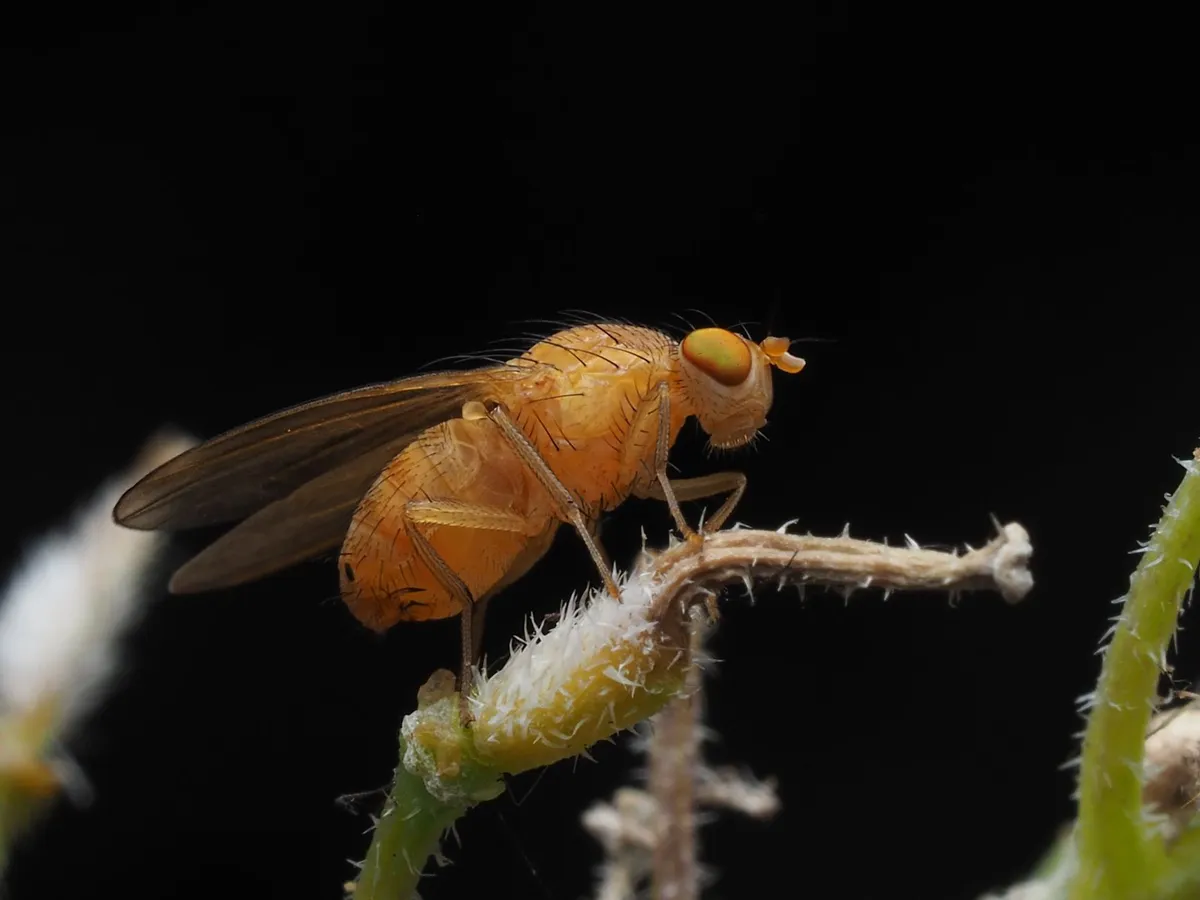 fruit fly brain structure