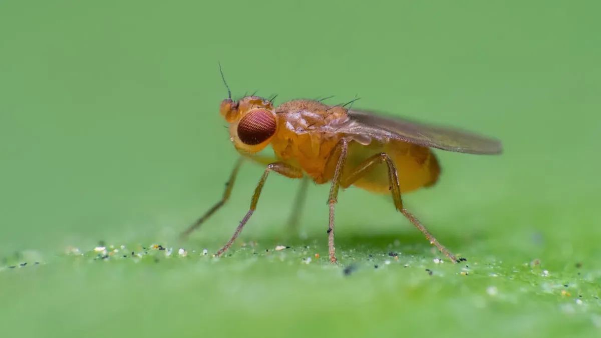 Fruit Flies and the Science of Smell: Navigating the Invisible Ribbons