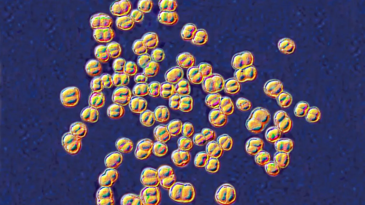 Microbiology Lab Scare: 33 Exposed to Deadly Germ, But All Safe