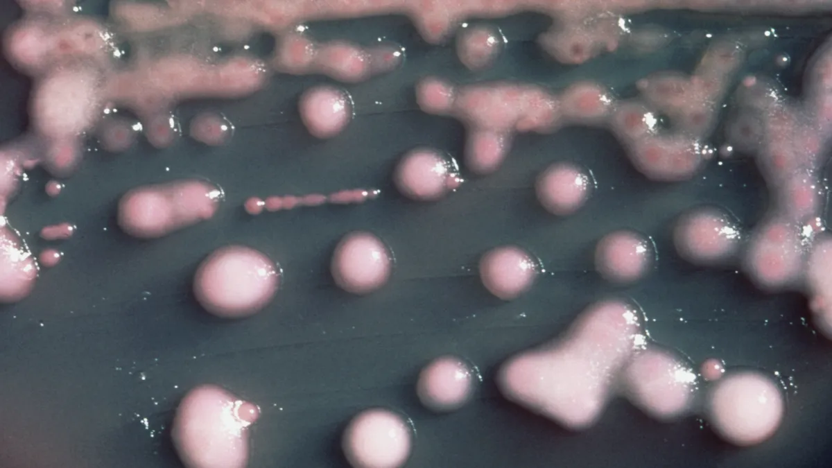 The Alarming Evolution of Klebsiella pneumoniae: A Case Study