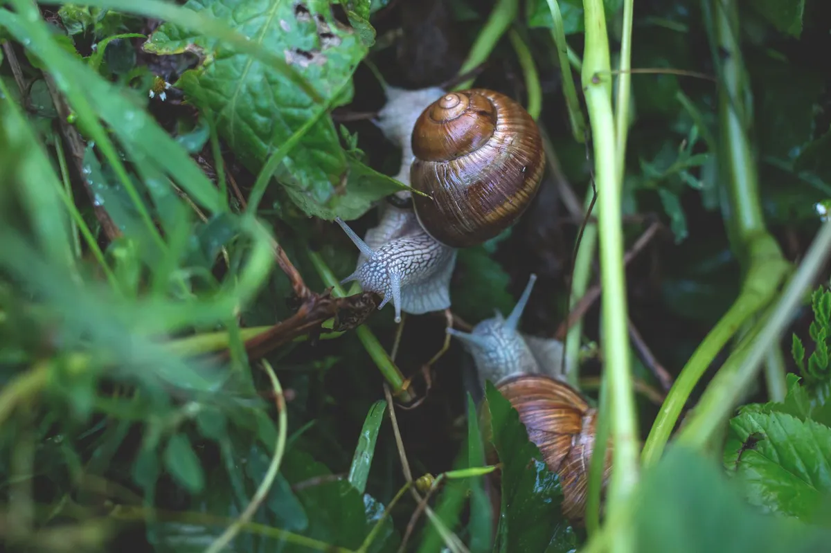 closeup of snail slime
