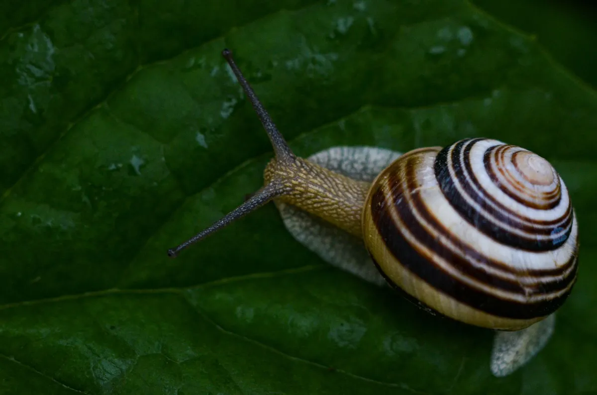 snail on a leaf
