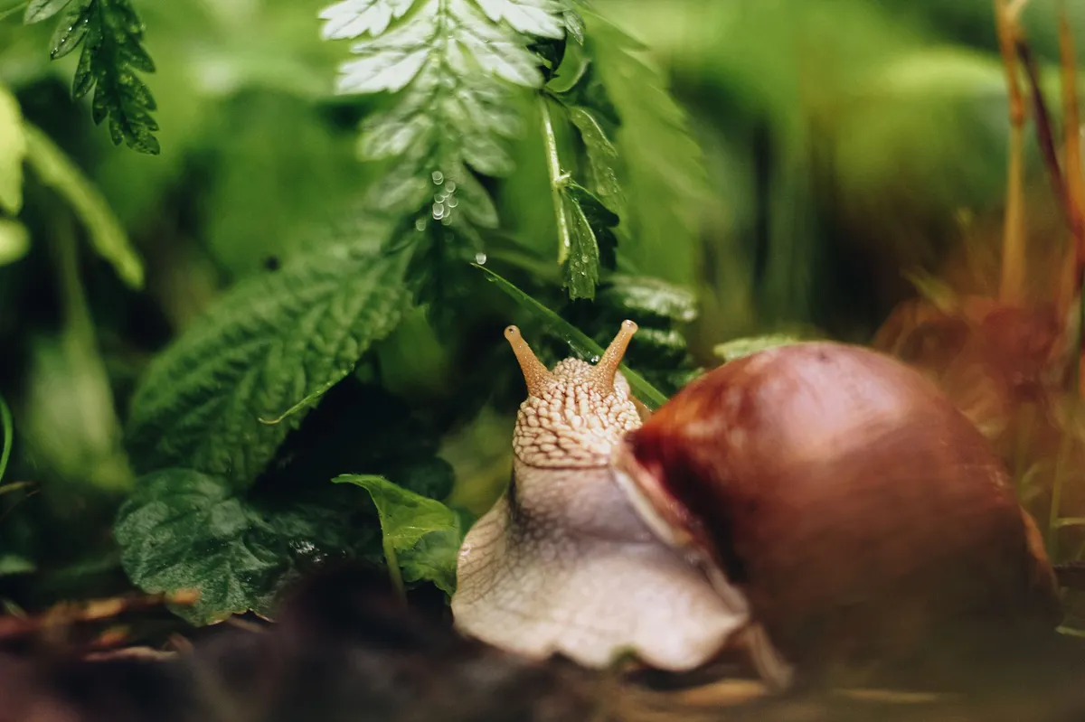 snail in natural habitat