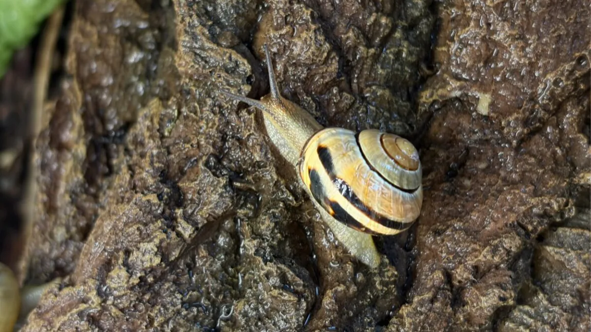 The Ingenious Slime of Snails: Nature's Multifunctional Mucus The Ingenious Slime of Snails: Nature's Multifunctional Mucus