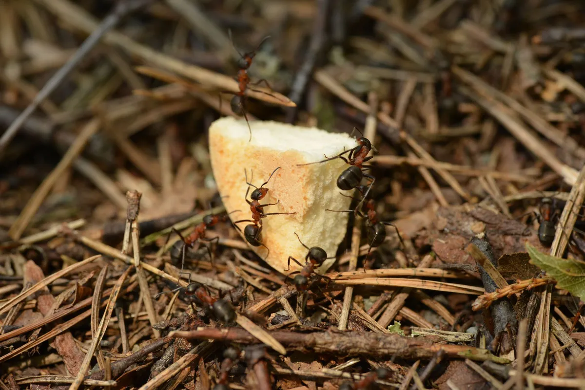 forest ant graveyard