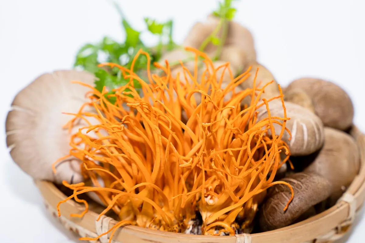 Cordyceps fungus close-up