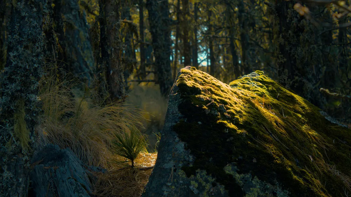 mossy forest landscape