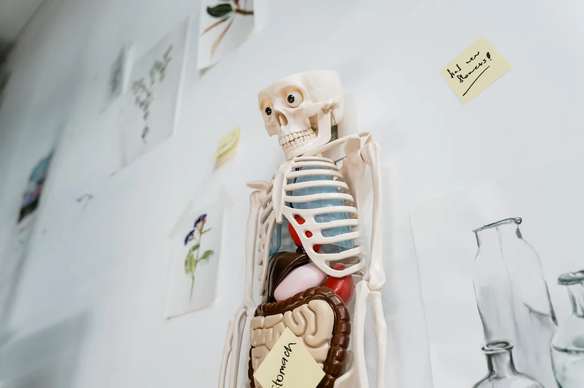 anatomical shoulder diagram