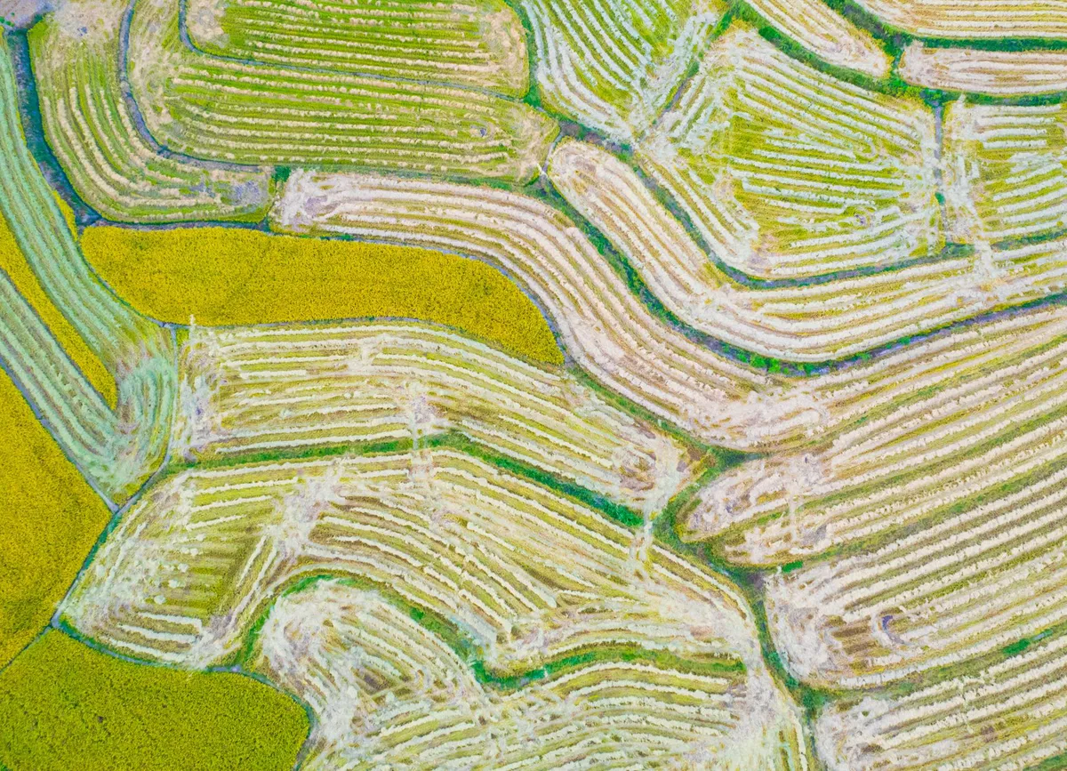 rice field drone view
