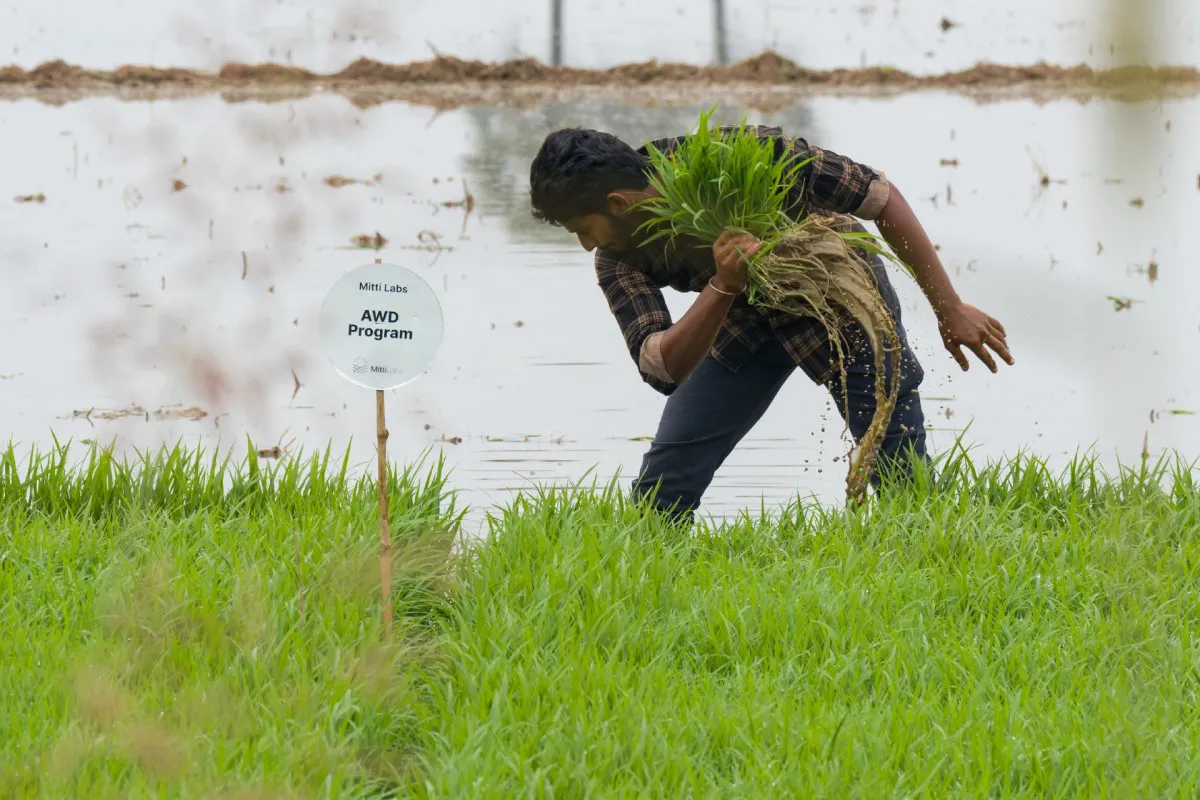 Transforming Rice Farming: How Mitti Labs is Enhancing Water Resilience in Asia