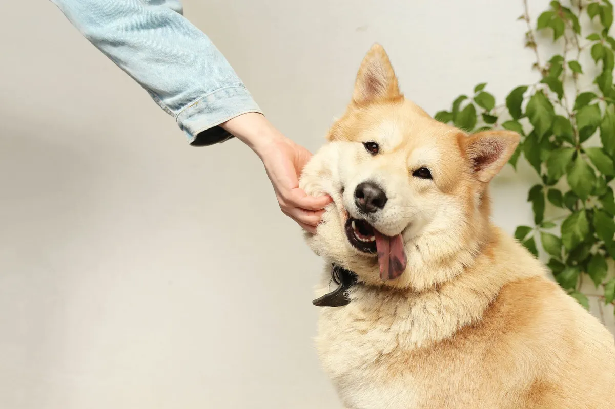 happy dog with owner