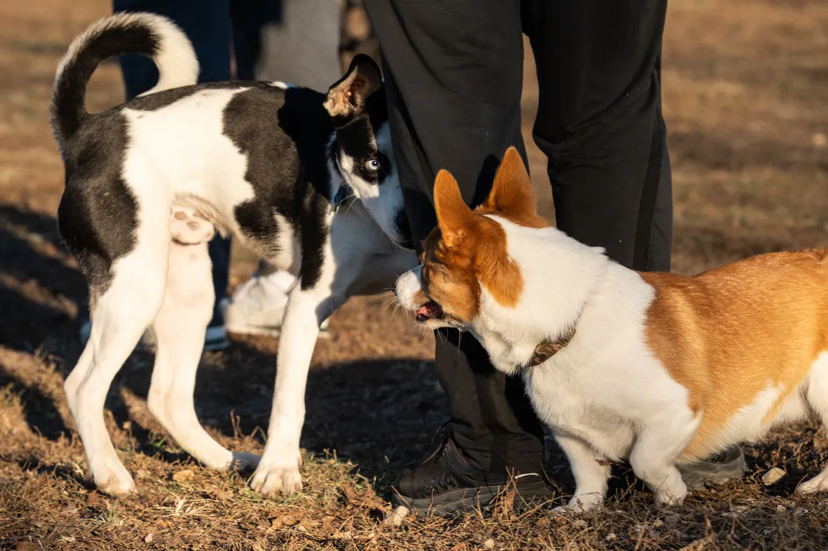 dog playing in park