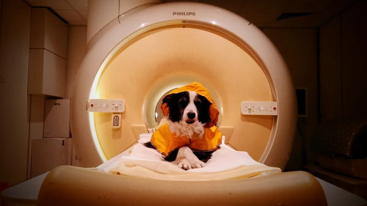 Unleashing Canine Emotion: How Dogs Perceive Human Feelings