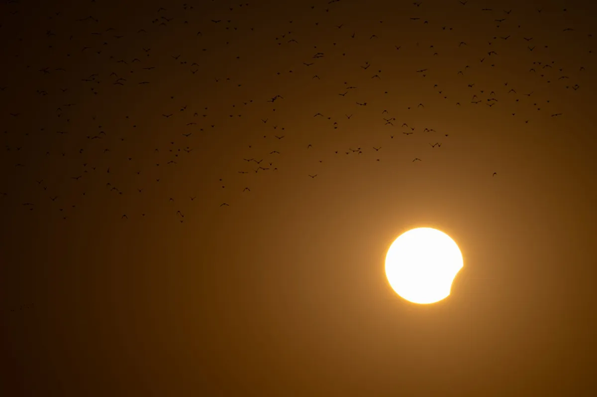 solar eclipse crowd