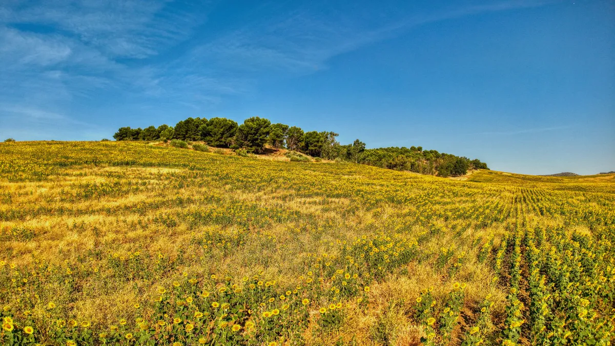 sunflower fields in Spain